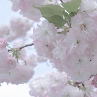 菏泽福瑞交流群